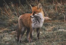 Nébih: október 3-án indul a rókák veszettség elleni vakcinázása